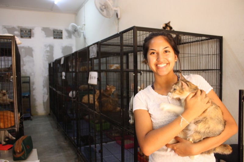 Volunteering In Kuala Lumpur: Katzen Cat Sanctuary