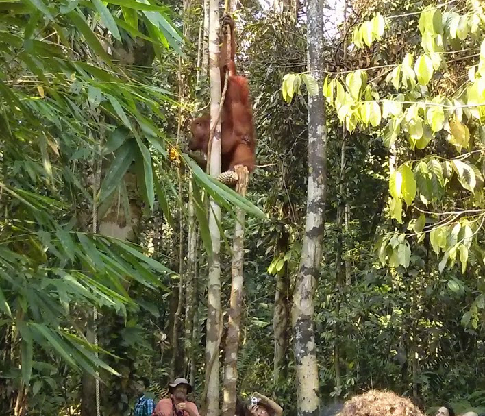 orang_utan