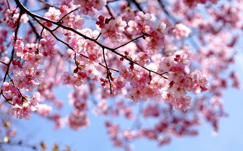 19 Photos Of Cherry Blossom Season That’ll Make You Wish You Were In Japan Right Now
