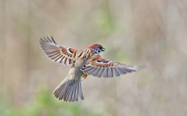 FlyBirdie_266x166