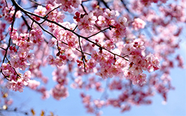 cherryblossomsmall