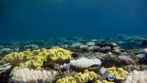 Coral_Reef_Studies_1