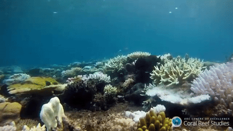 Coral_Reef_Studies_2