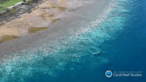 Coral_Reef_Studies_3