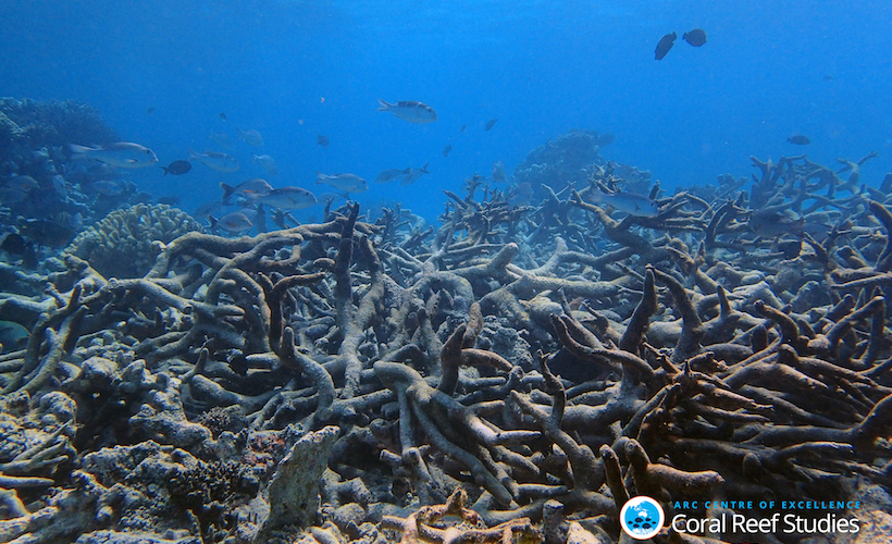 2016 Has Been A Painfully Damaging Year For The Great Barrier Reef