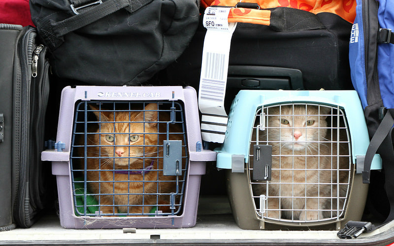 Felines In Flight: How To Travel With Your Cat By Plane