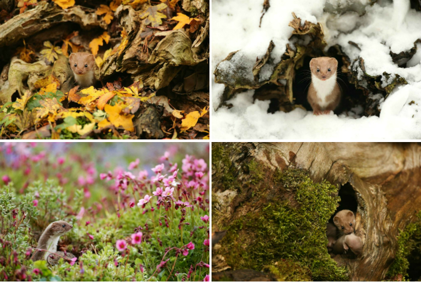 british seasons