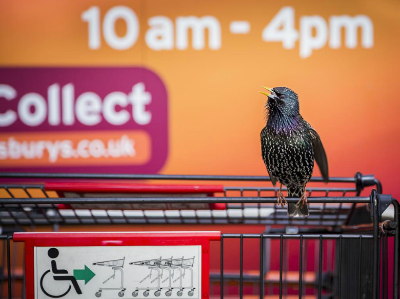 urban wildlife