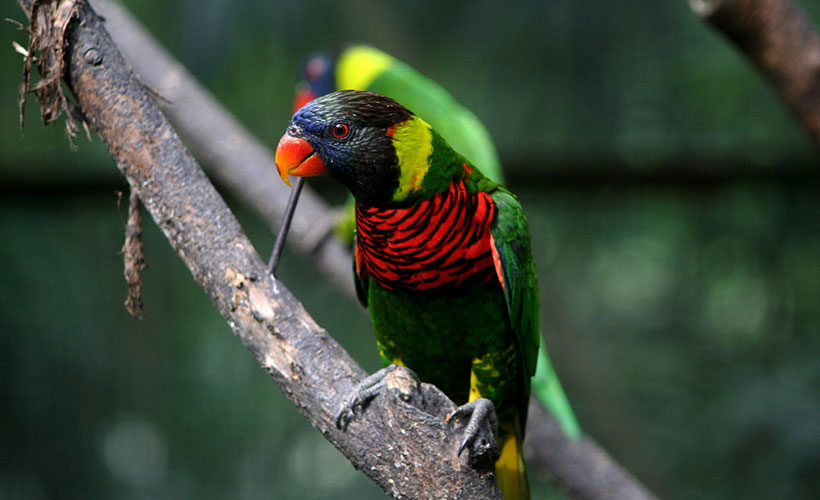 klbirdpark