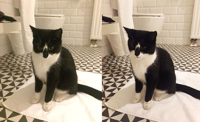 cat