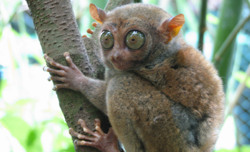 005Wanderluxe_6Phillipines_BoholTarsier