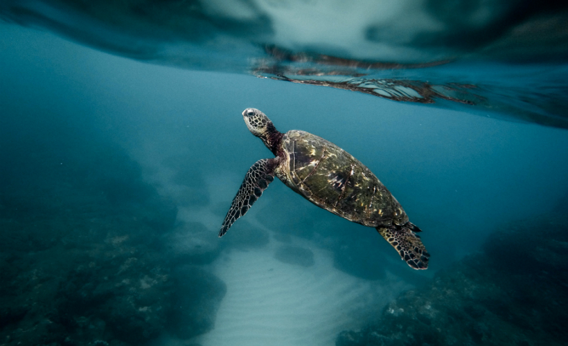 Turtle Talk: Conservation Programmes Worth Travelling For