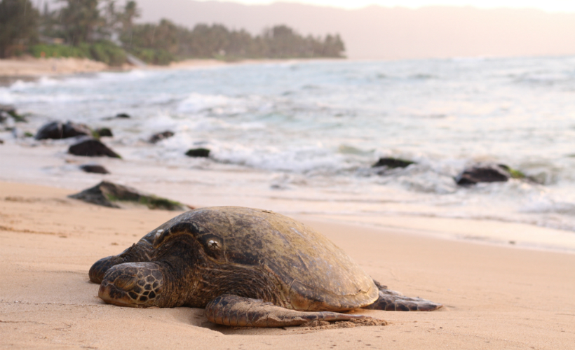 turtle_barbados