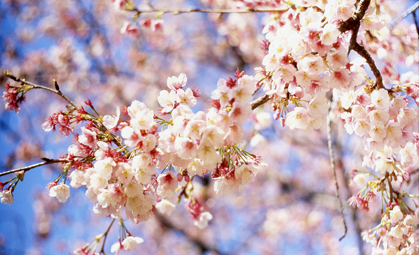 The Dos and Don’ts Of Hanami Season In Japan