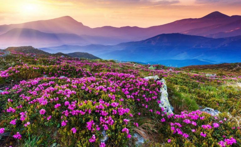 Valley Of Flowers: A Day-By-Day Guide To India’s Favourite Monsoon Trek