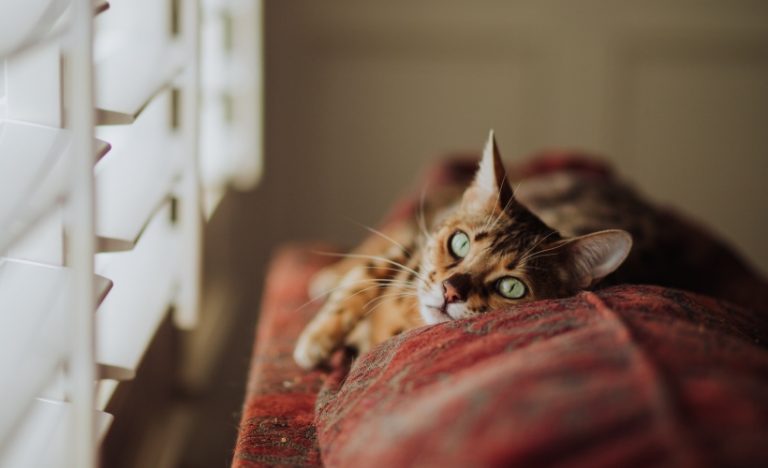 4 Cat Cafés To Visit In Klang Valley, Malaysia