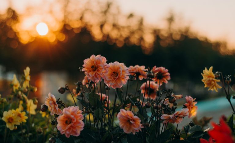 Marvel At These 8 Blossoming Flower Tourism Spots