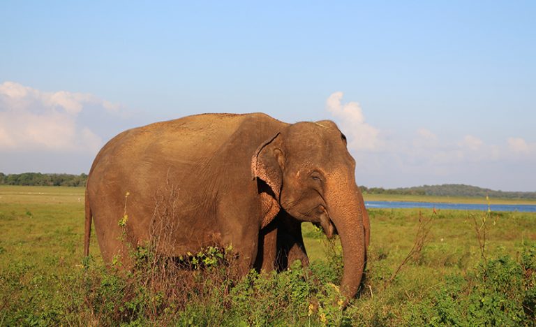 The Best Wildlife Experiences In Sri Lanka