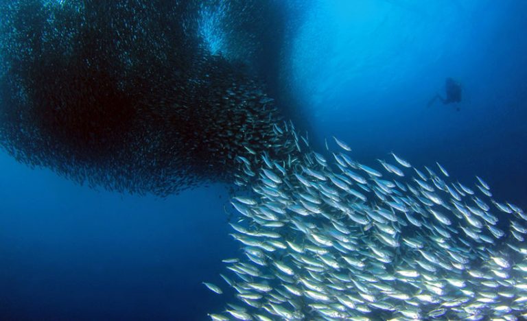 The Sardine Run of Cebu, Philippines