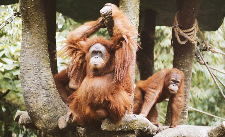 The Trek For Wild Orangutans In Bukit Lawang, Indonesia