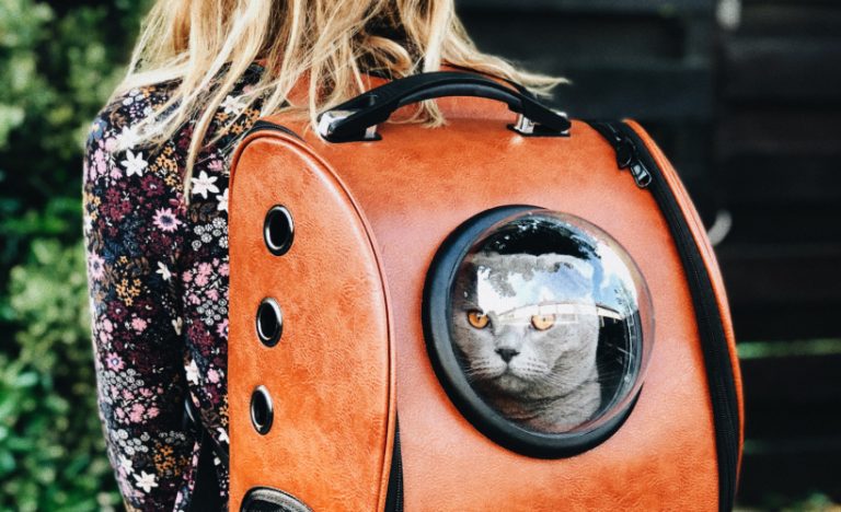 Tips For Travelling With Your Pet To Add Joy To The Journey