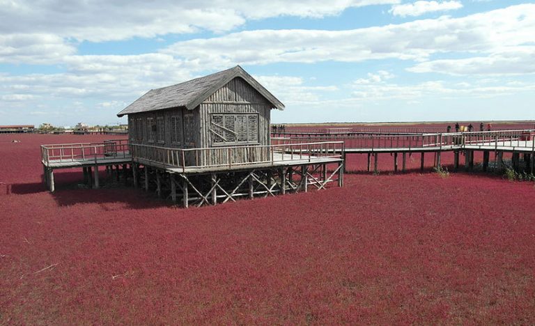 Going Rouge: The Red Beach In Panjin, China