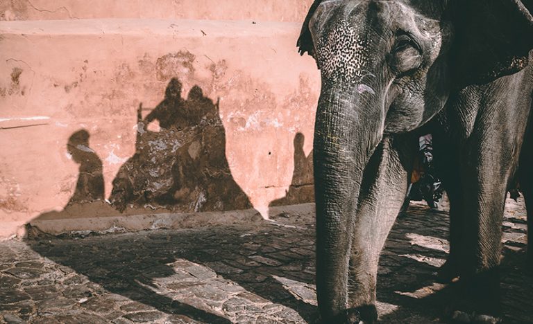 Angkor Wat Elephant Rides Finally Come To An End
