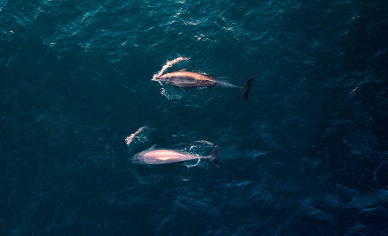 A Day With The Pink Dolphins Of Khanom, Thailand