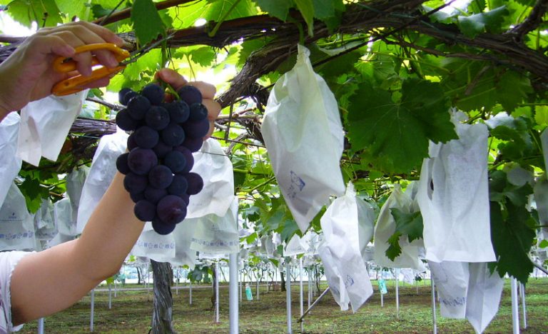 Wine Tasting In Nagano, Japan – The Latest ‘It’ Destination For Vino Lovers