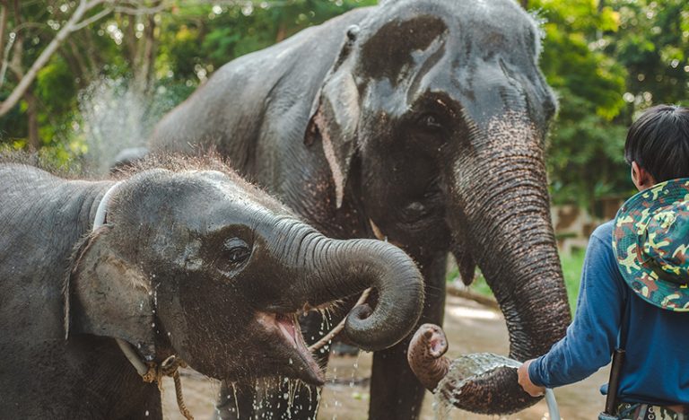 Want To See Elephants In Asia? Here’s How To Ethically Interact With Them