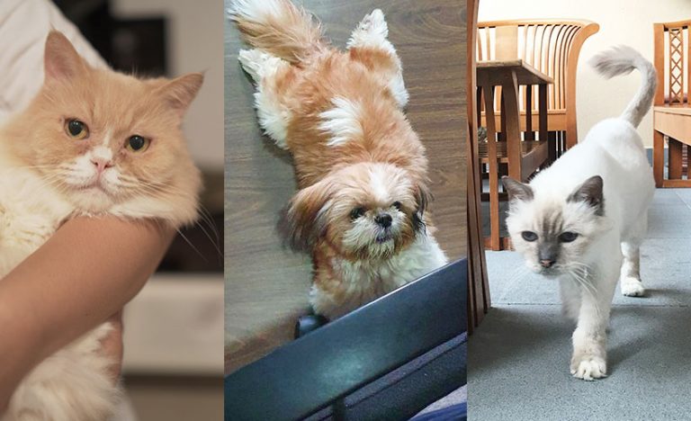 Living With Pets In Quarantine