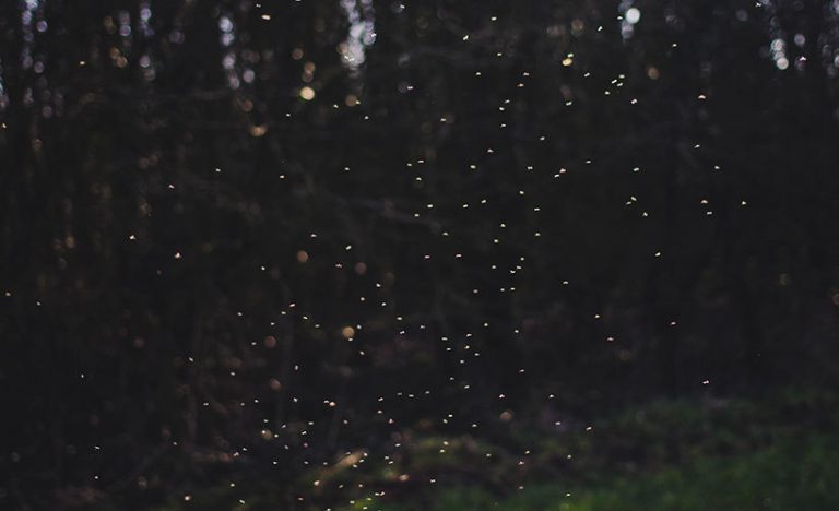Starry, Starry Nights At The Kampung Kuantan Fireflies Park In Malaysia