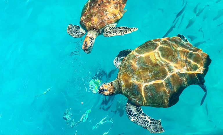 ‘Sea’ More Of Malaysia: Volunteering At A Turtle Sanctuary In Redang