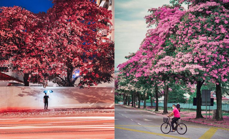The Best Of Malaysia’s ‘Sakura Season’ In Pictures