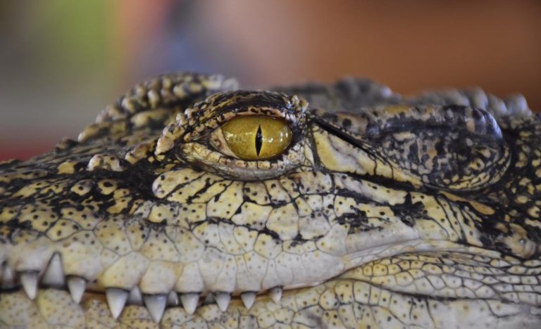 Help Malaysia’s Zoos: Virtual Tours Worth Taking