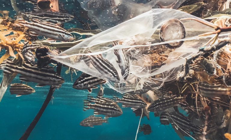 Tourism Industry Players Pledge To Help End Plastic Waste