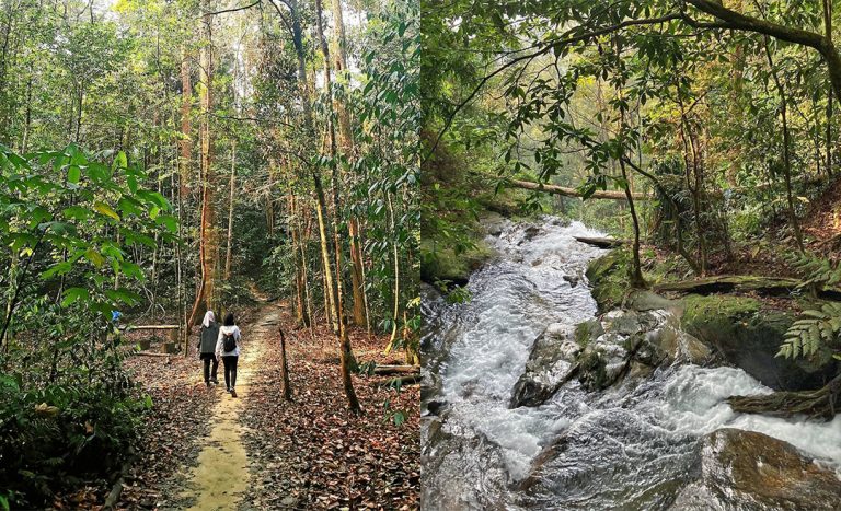 Hiking At 72 Selangor Forest Reserves Temporarily Banned