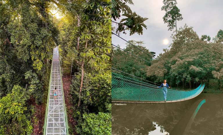 20 Years Later: Sabah’s Longest Canopy Walkway Now Complete