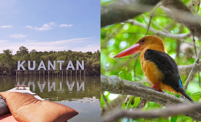 Experience Malaysian Wildlife With These 7 Expeditions