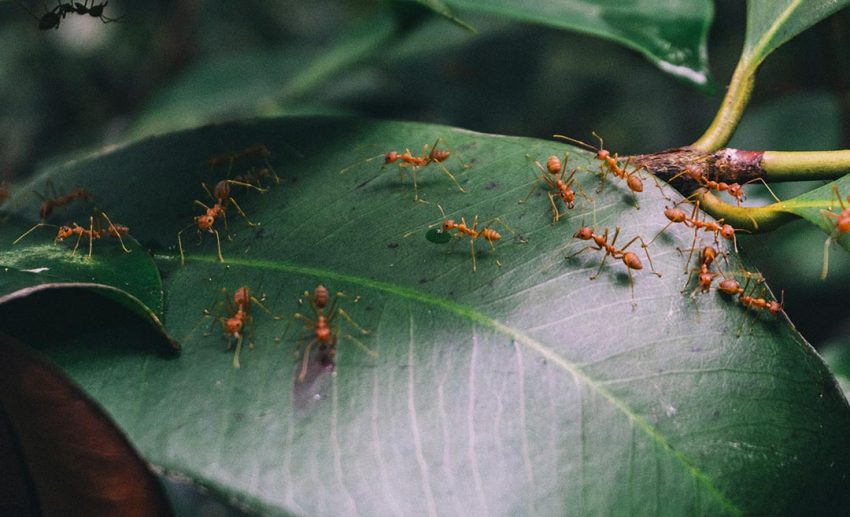 Spiders, centipedes, and fire ants