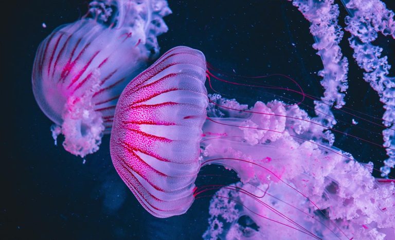 Tropical Wildlife: Survival Guide To Bites, Stings, & More