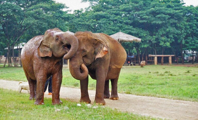 Meaningful Travels: Volunteering With Elephants In Thailand