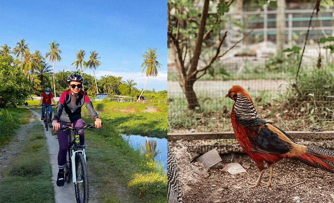 7 Exciting Things To Do & Eat In Balik Pulau, Penang