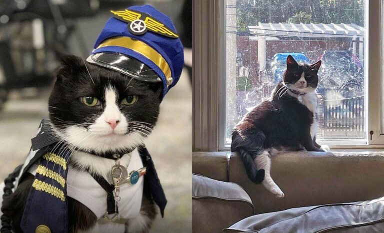 Paw-sitively Calm: Meet Duke Ellington Morris, San Francisco Airport’s Newest Therapy Cat