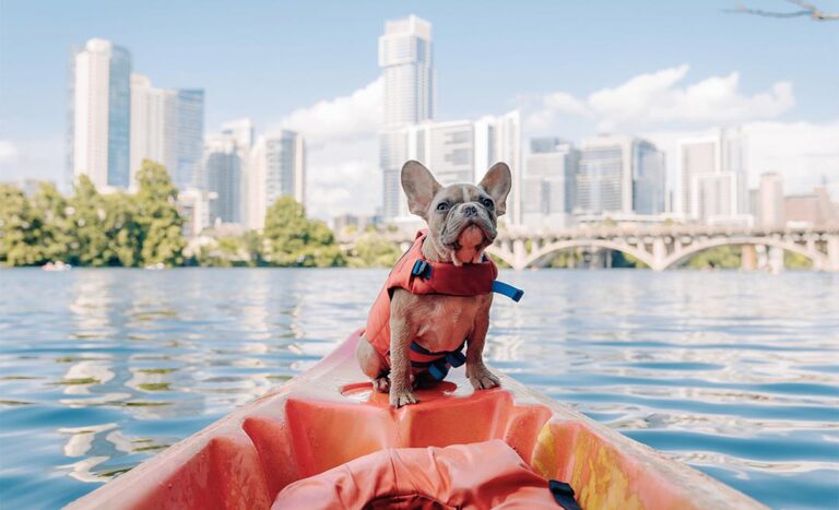 Globetrotting With Pets: 7 Travel Tips For A Smooth Journey