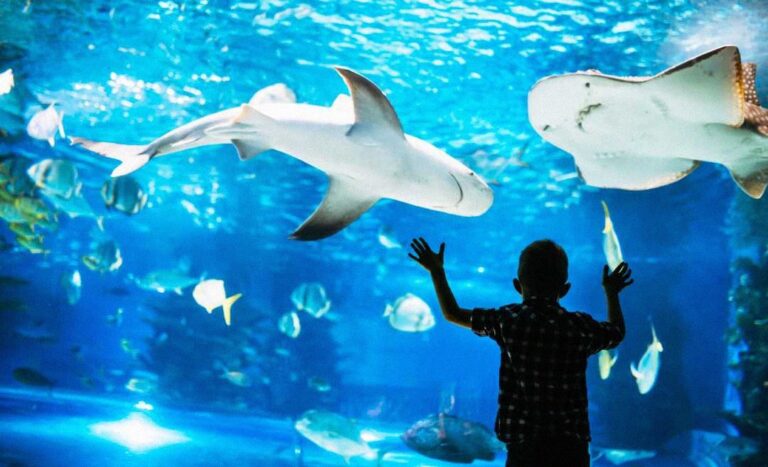 Just Keep Swimming: 7 Aquariums Worth Visiting In Malaysia