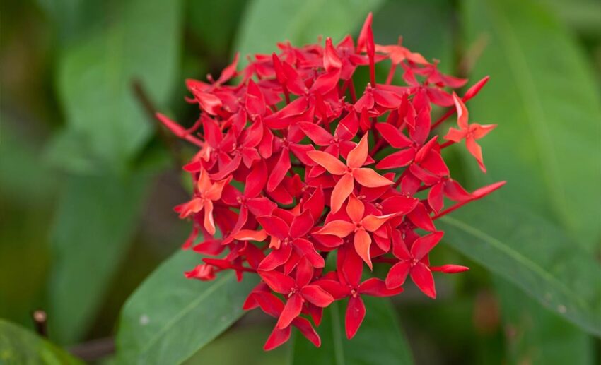 6. Ixora