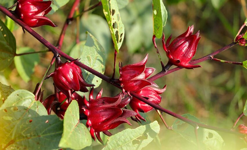 2. Roselle