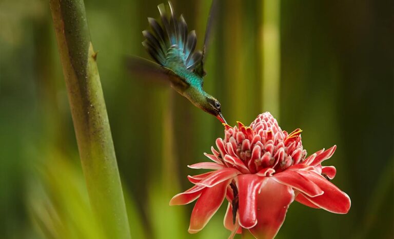 Bloomin’ Gastronomical! 8 Flowers You’ll Find in Southeast Asian Food
