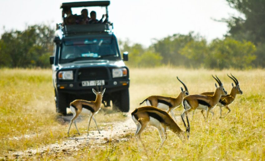 August: Maasai Mara National Reserve, Kenya